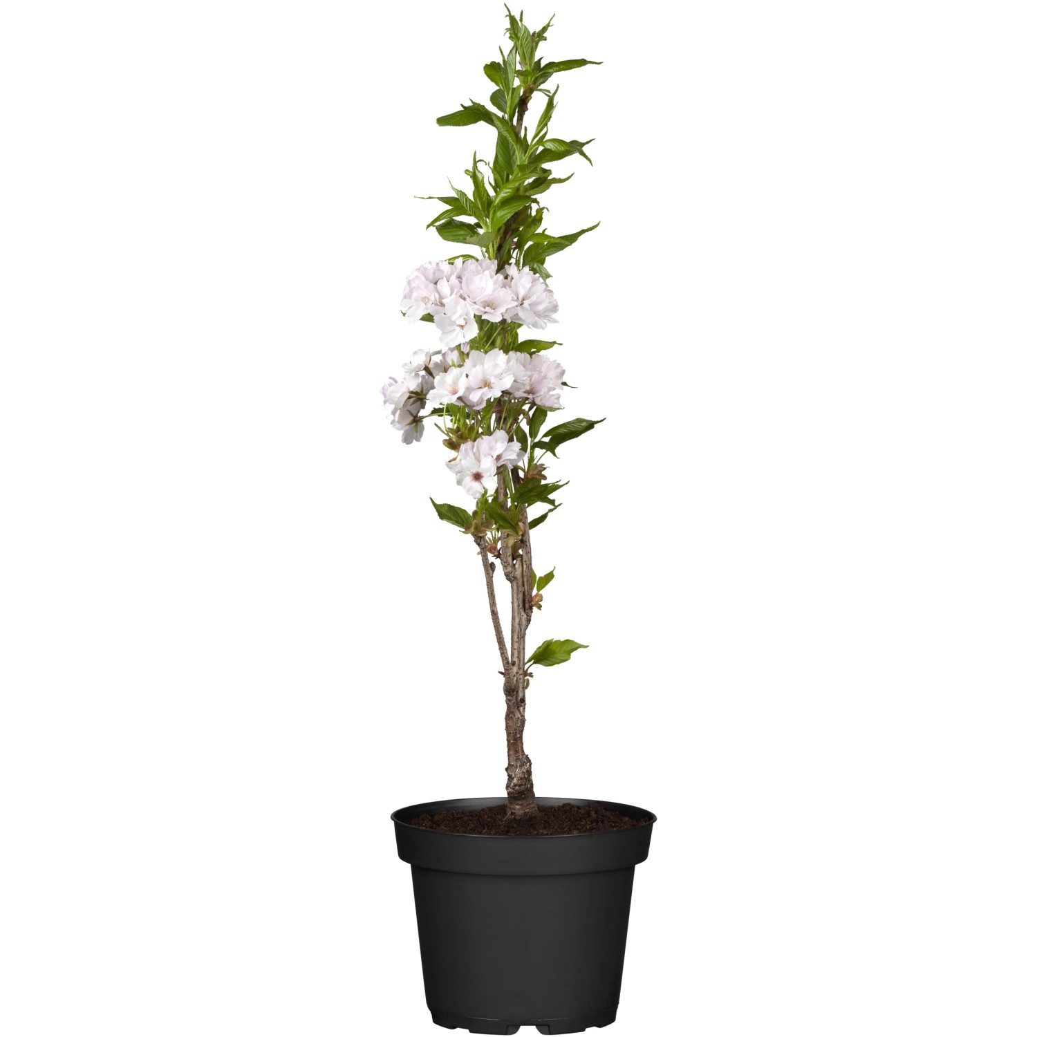 OBI Säulenzierkirsche Amanogawa Rosa Höhe ca. 60 - 80 cm Topf ca. 7 l Prunus