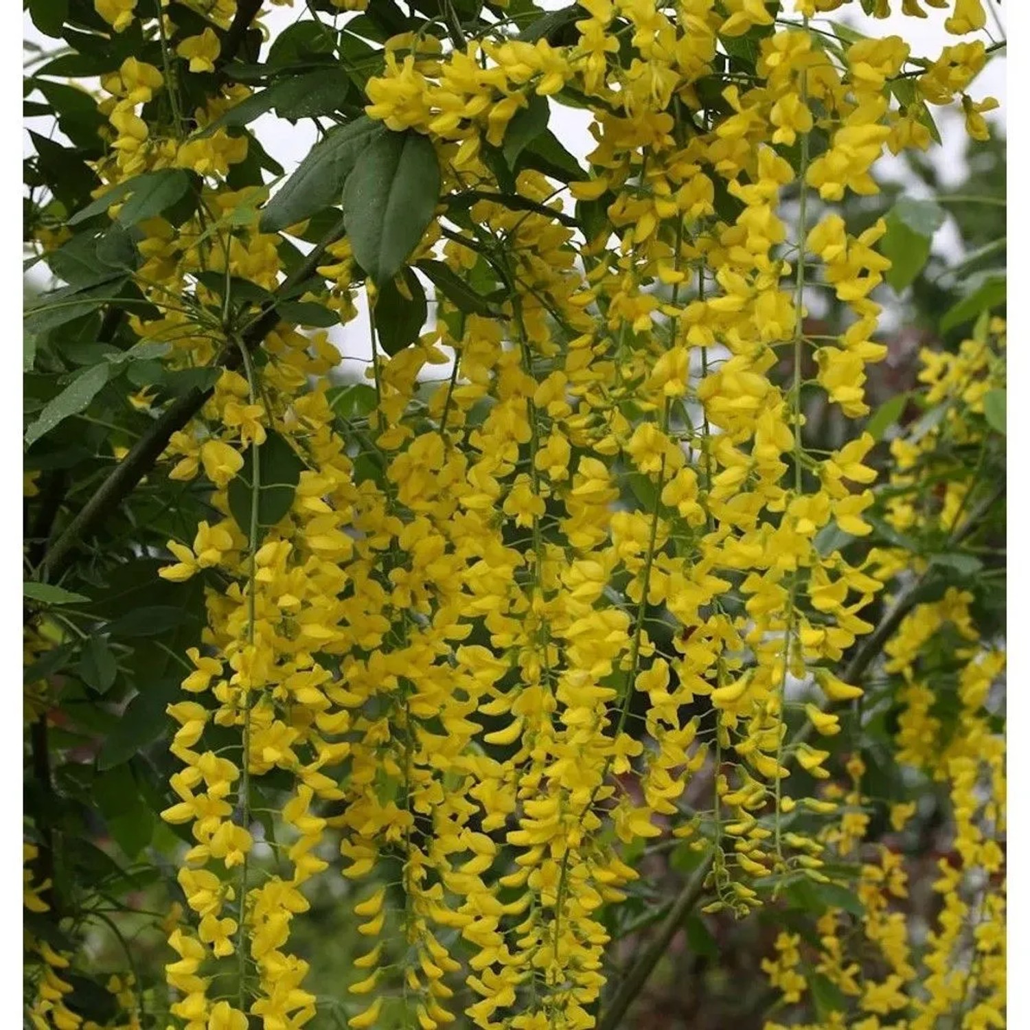 Edel Goldregen 80-100cm - Laburnum watereri Vossii