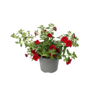 Set aus 3 roten Exotenherz Zauberglöckchen (Calibrachoa) im 12cm Topf, Hängepflanze.