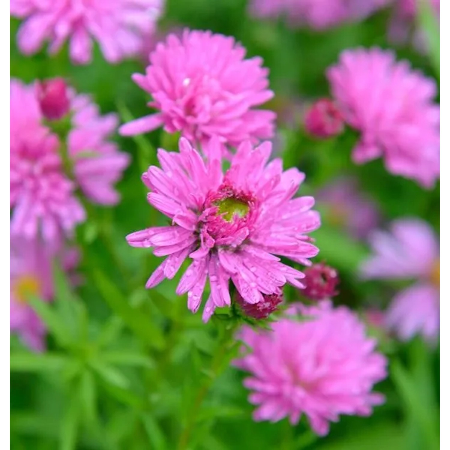 Rauhblattaster Rosa Perle - Aster novae angliae