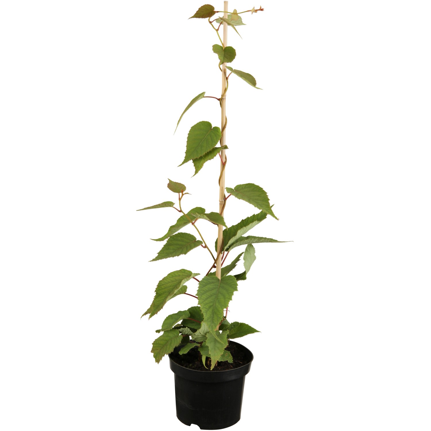 GROW by OBI Bio Kiwi Solo selbstfruchtend Topf ca. 2 l Actinidia
