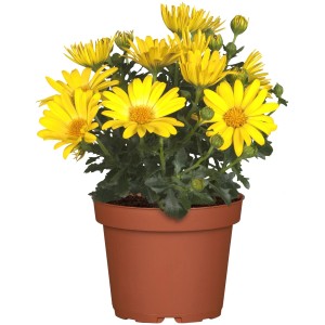 Gelbes Kapkörbchen (Osteospermum hyb.) im Topf, ca. 14 cm Ø. Blühende Korbblütler für Beet, Kübel und Terrasse.