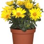 Gelbes Kapkörbchen (Osteospermum hyb.) im Topf, ca. 14 cm Ø. Blühende Korbblütler für Beet, Kübel und Terrasse.