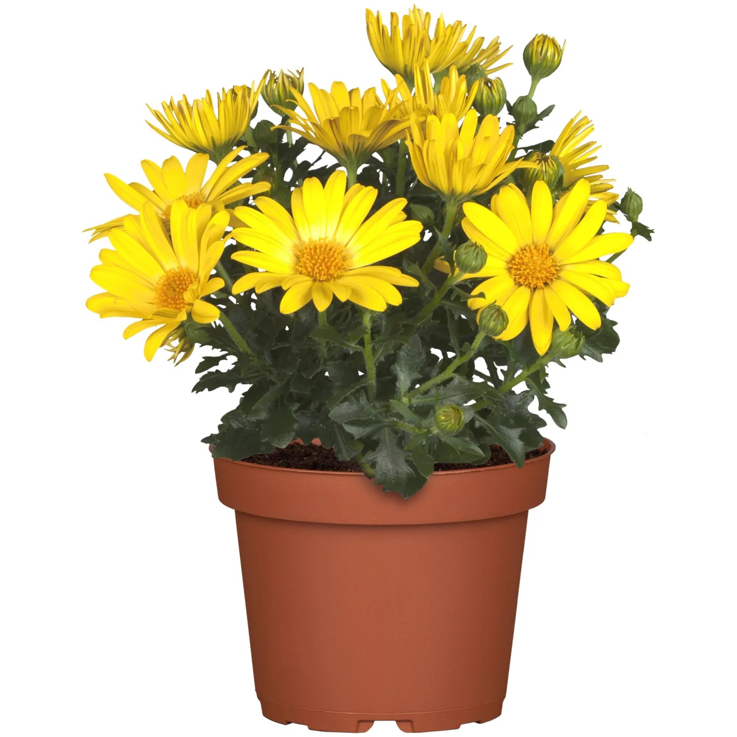 Gelbes Kapkörbchen (Osteospermum hyb.) im Topf, ca. 14 cm Ø. Blühende Korbblütler für Beet, Kübel und Terrasse.