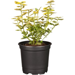 Gelbbunte Kriechspindel Emerald Gold im Topf, Euonymus fortunei, Blätter grün-gelb marmoriert.