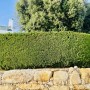 Smaragd Thuja Hecke als Sichtschutz im Garten, immergrüne Heckenpflanze.