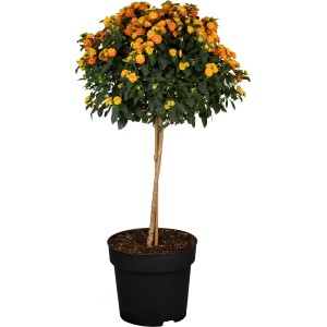 Wandelröschen Stamm (Lantana) im Topf, ca. 60 cm hoch, mit orangefarbenen Blüten.