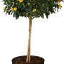Wandelröschen Stamm (Lantana) im Topf, ca. 60 cm hoch, mit orangefarbenen Blüten.