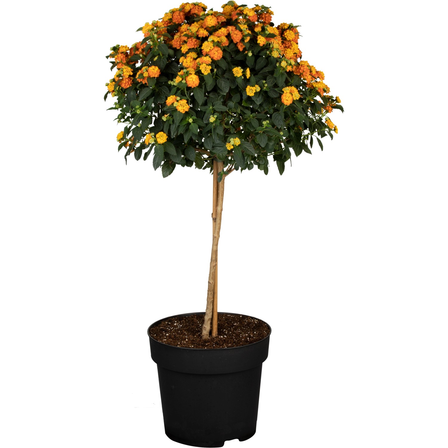 Wandelröschen Stamm Höhe ca. 60 cm TopfØ ca. 18 cm Lantana kaufen bei OBI