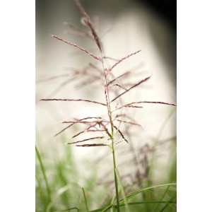 Detailaufnahme von Miscanthus Sinensis Ferner Osten (Chinaschilf) mit rotbraunen Blütenständen.