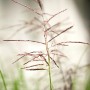 Detailaufnahme von Miscanthus Sinensis Ferner Osten (Chinaschilf) mit rotbraunen Blütenständen.