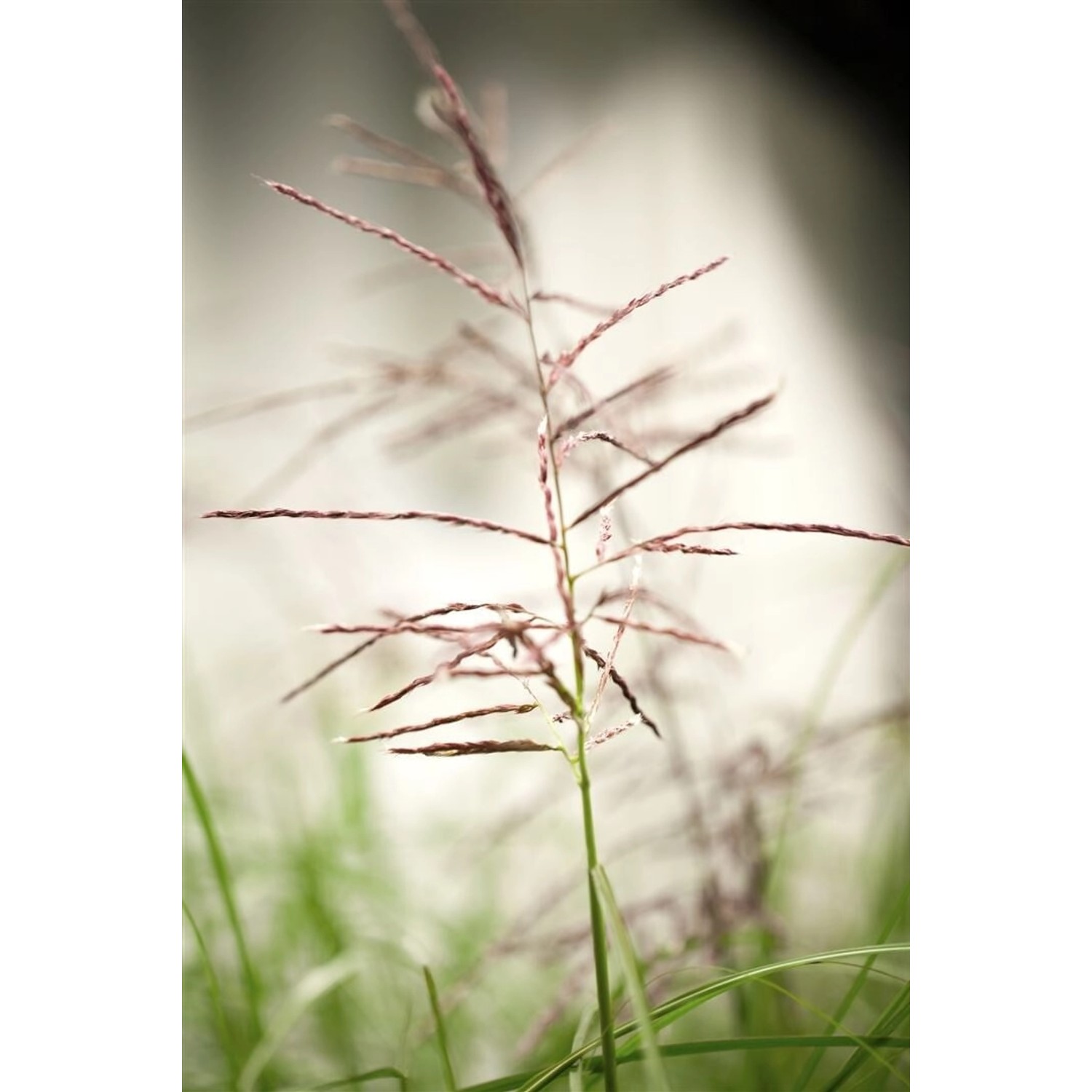 Miscanthus Sinensis Ferner Osten Chinaschilf Ca. 11x11 cm Topf günstig online kaufen