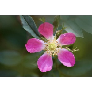 Nahaufnahme einer rosa Blüte der Blauen Hechtrose (Rosa glauca).