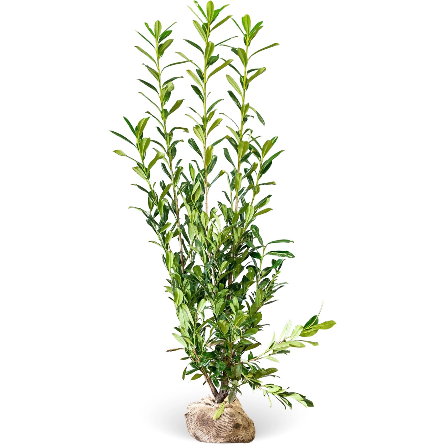 Kirschlorbeer Caucasica Set à 8 Stück Höhe ca. 175-200 cm Prunus,aurocerasus