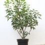 Portugiesischer Kirschlorbeer 'Angustifolia' (40-60cm) im Topf, grüne Heckenpflanze.