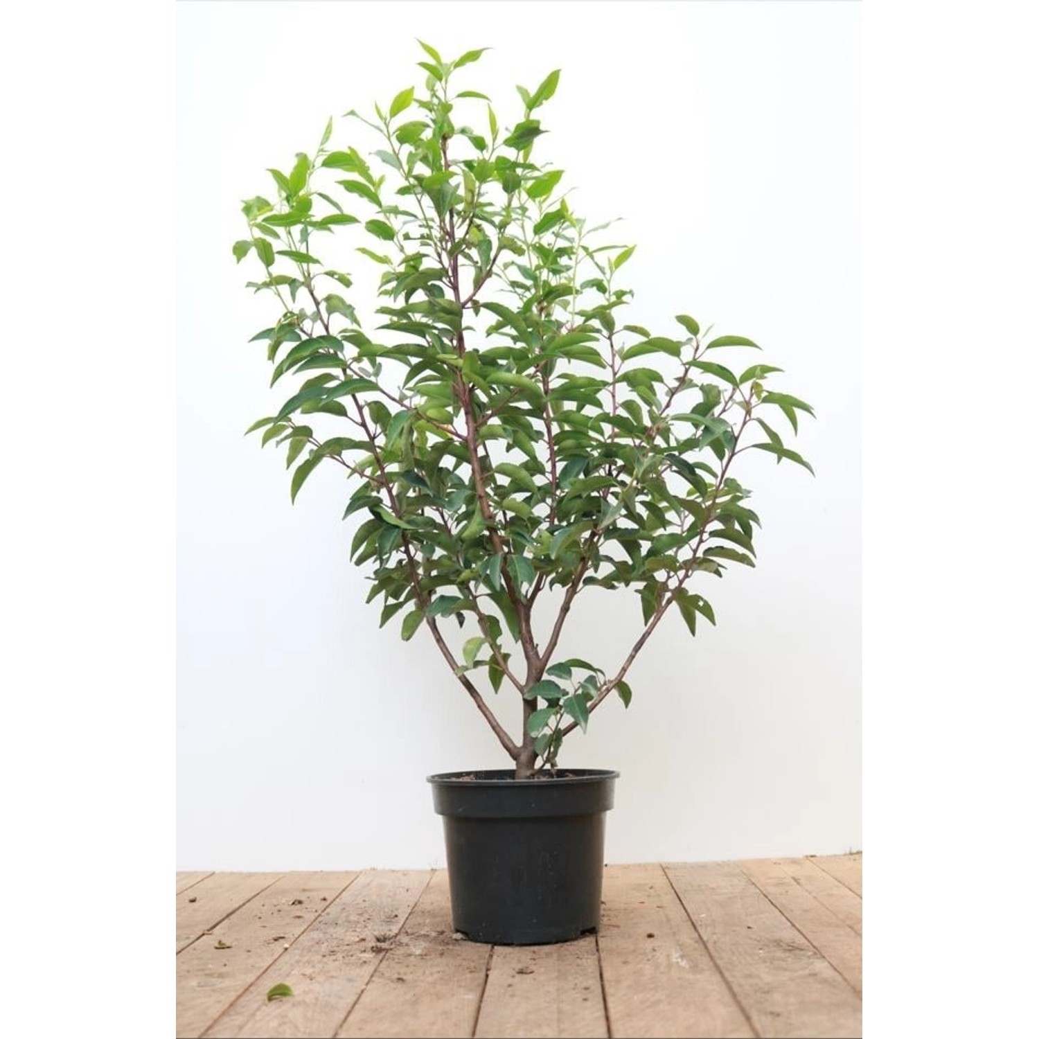 Prunus lusitanica 'Angustifolia' 40-60 cm günstig online kaufen
