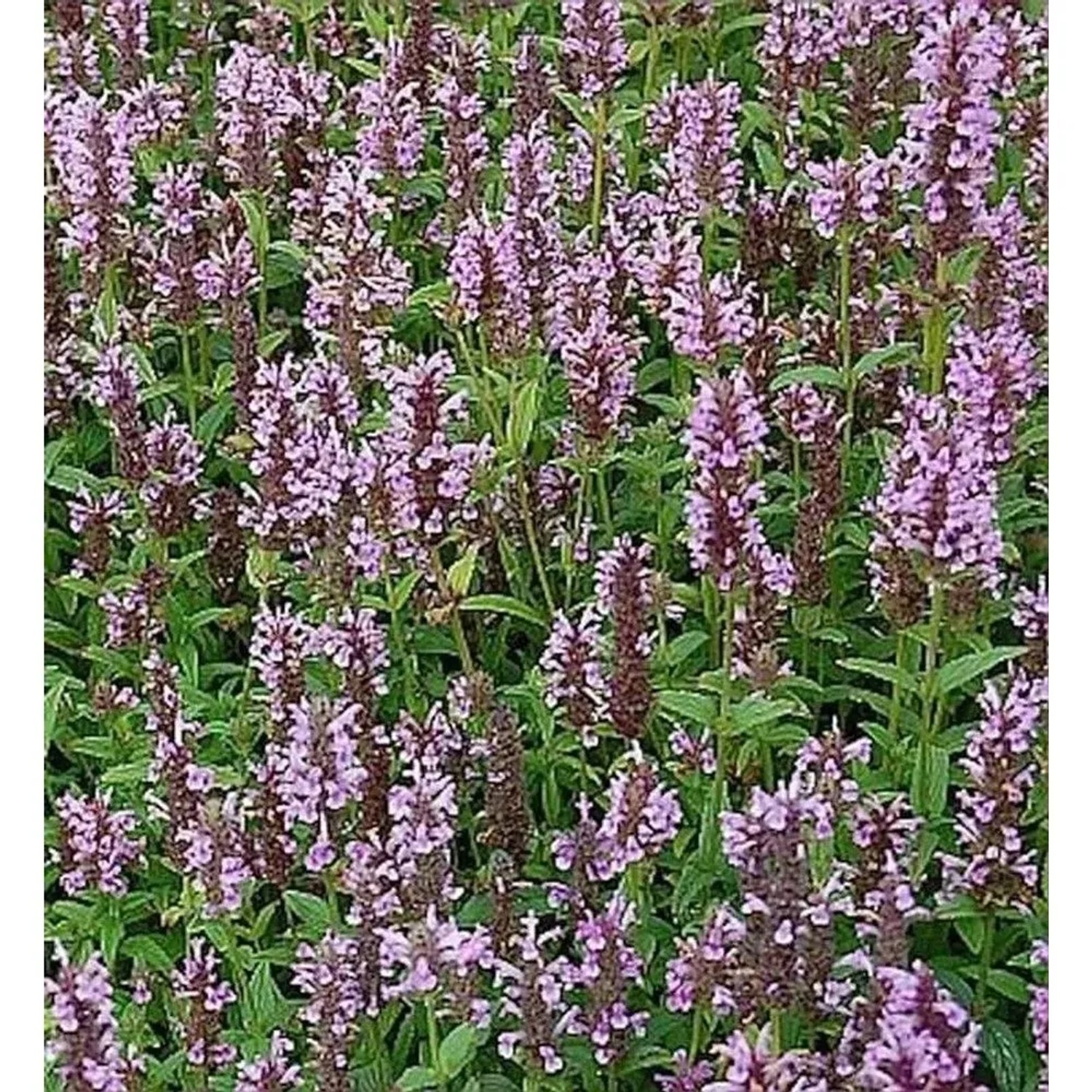 Kaschmir Katzenminze Pink Cat - Nepeta nervosa