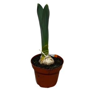 Riesen-Lauch (Allium giganteum) im Topf, ca. 20-30 cm hoch. Sommerpflanze für Beet und Insekten.