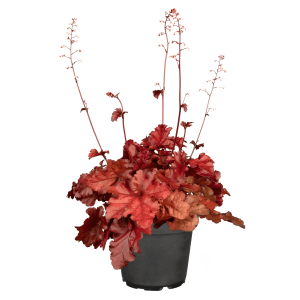 Purpurglöckchen 'Rot', Heuchera im Topf, rote Blätter, Stehpflanze für Beet und Kübel.