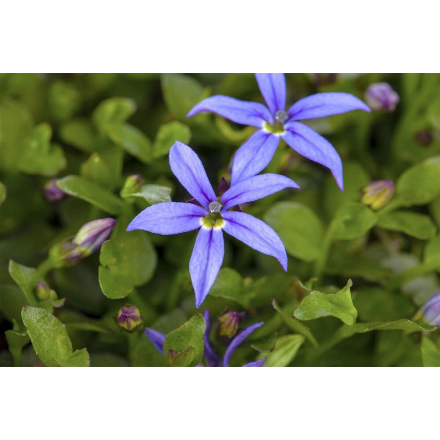 Pratia Pedunculata County Park Blau Ca. 9x9 cm Topf günstig online kaufen