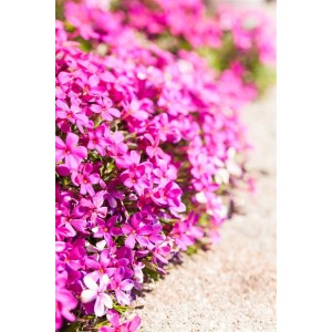 Leuchtend roter Teppichphlox (Phlox Douglasii Red Admiral) im 9x9 cm Topf.