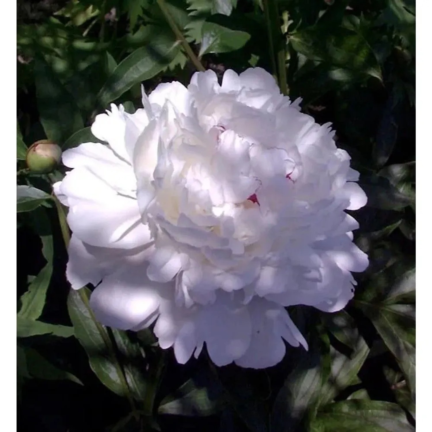 Edelpfingstrose Festiva Maxima - Paeonia,actiflora