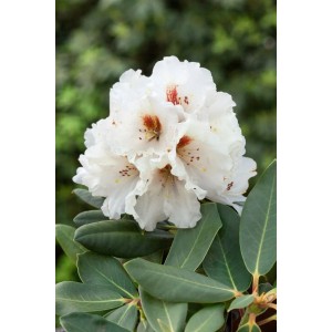 Nahaufnahme eines Rhododendron Rex Rexima mit weißen Blüten und grünen Blättern.
