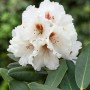 Nahaufnahme eines Rhododendron Rex Rexima mit weißen Blüten und grünen Blättern.