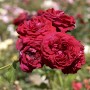 Nahaufnahme der dunkelroten Floribundarose Jazz, ca. 30-60cm hoch.