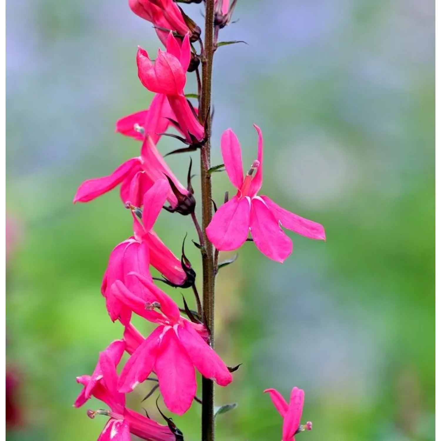 Prachtlobelie Starship Deep Rose - Lobelia speciosa