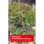 Frischer Pflücksalat 'Amerikanischer Brauner' mit rotbraunen Blättern, ideal für den Garten oder Balkon.
