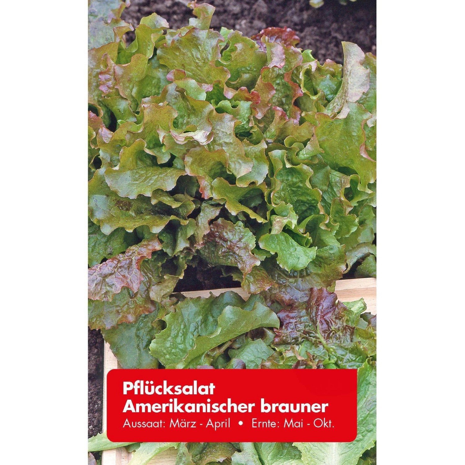 Pflücksalat &amp;quot;Amerikanischer Brauner&amp;quot; kaufen bei OBI