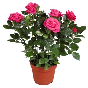 GROW by OBI Rose, dunkelrosa Blüten im Topf (ca. 13cm).