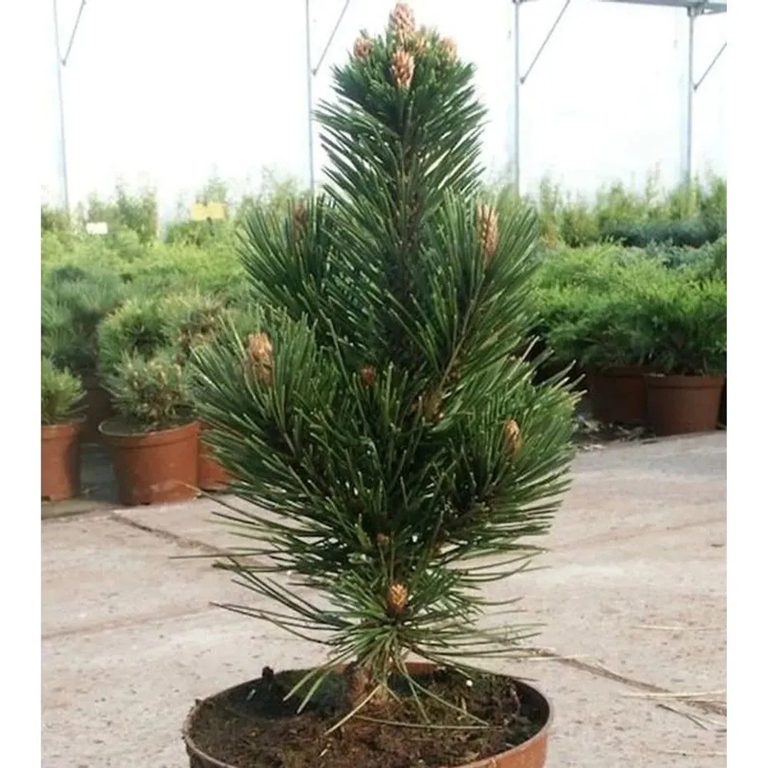 Schlangenhautkiefer Helmers Japan 25-30cm - Pinus,eucodermis