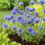 Blaues Sandglöckchen (Jasione) im Gartenbeet. Die Blüten sind kugelförmig und leuchtend blau.