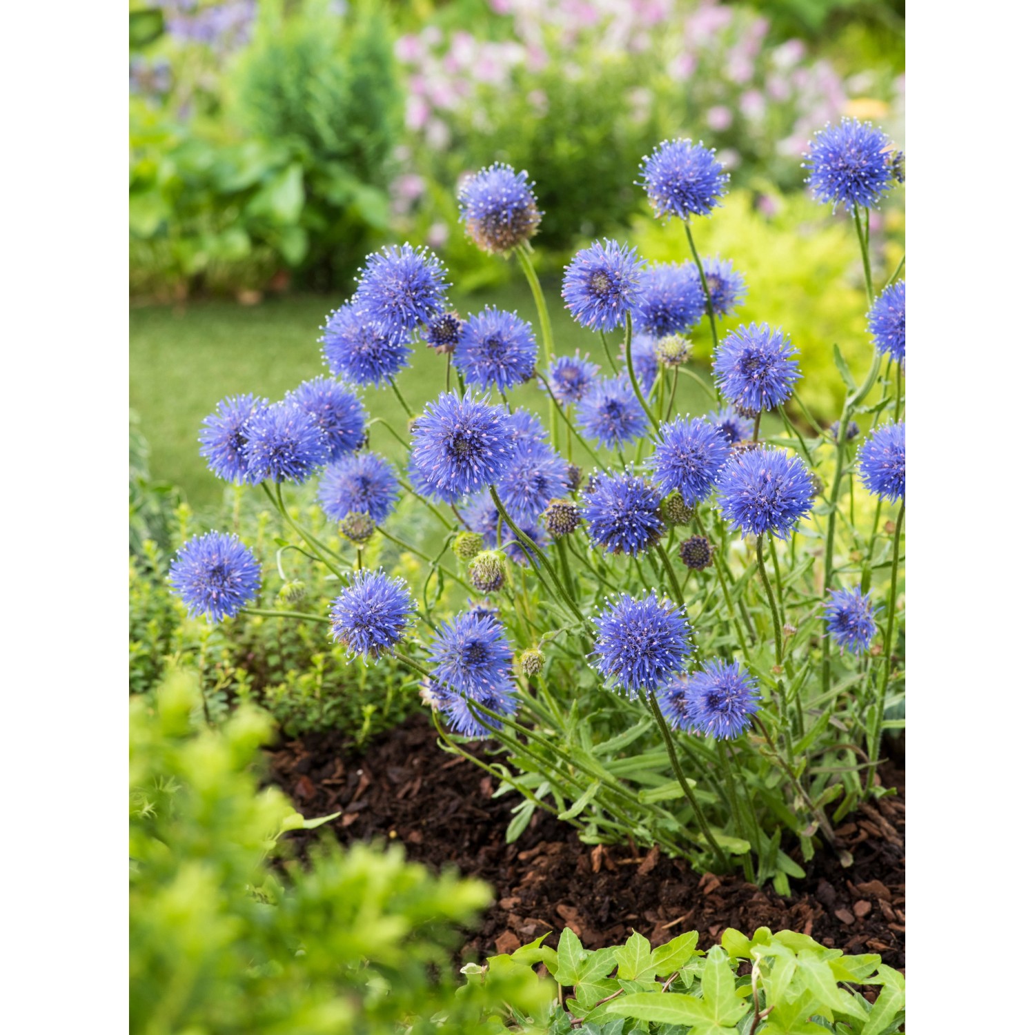 Blaues Sandglöckchen (Jasione) im Gartenbeet. Die Blüten sind kugelförmig und leuchtend blau.