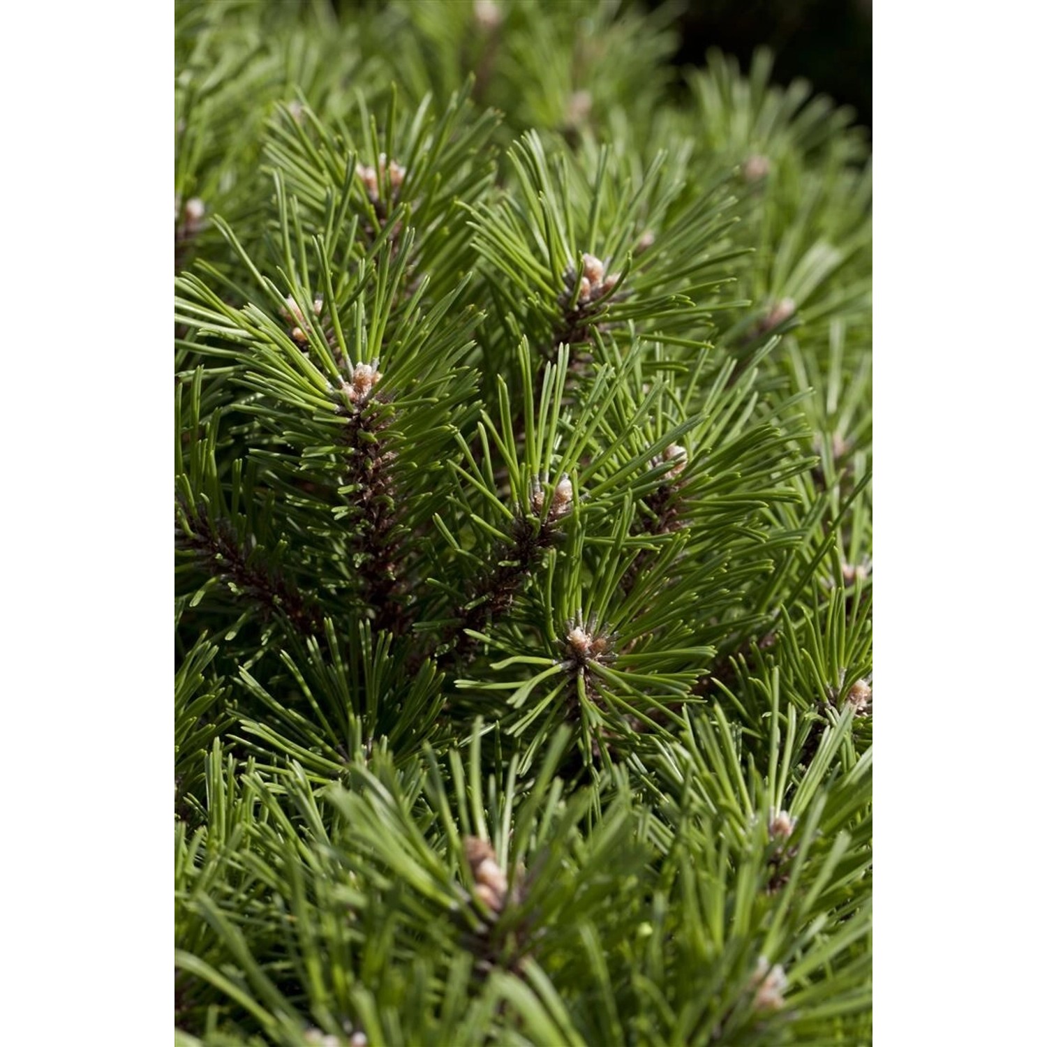 Pinus Mugo Noack Bergkiefer Kompakt 30–40 cm günstig online kaufen