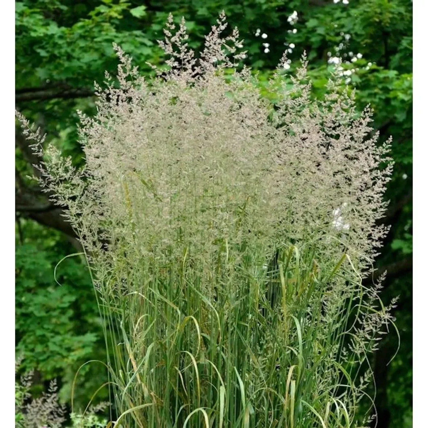 Reitgras Karl Förster - Calamagrostis acutiflora