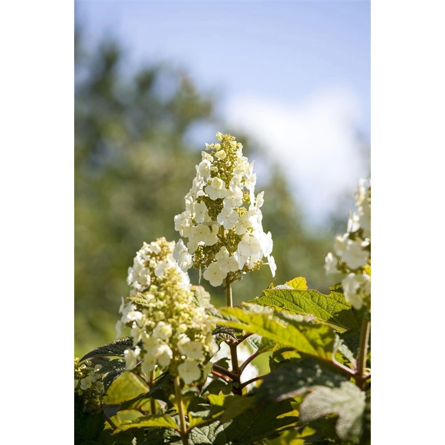 Hydrangea Quercifolia Eichenblatthortensie Applause 40-60 cm günstig online kaufen