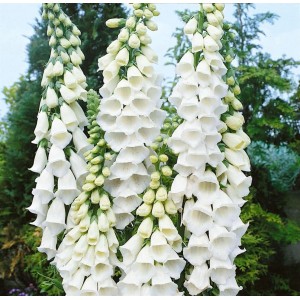 Weißer Fingerhut (Digitalis Purpurea Alba) im 9x9 cm Topf, elegante, weiße Blütenstände.