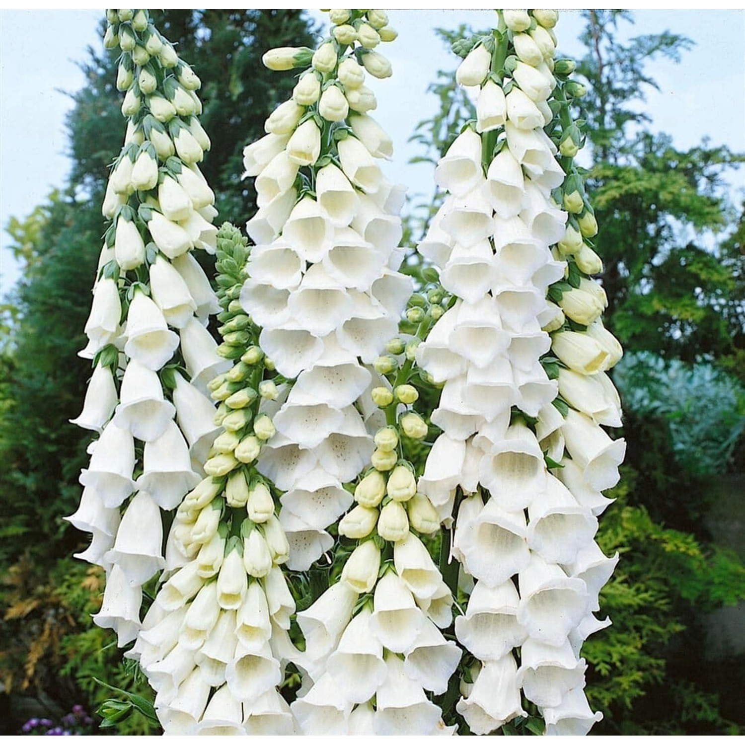 Digitalis Purpurea Alba Fingerhut Ca. 9x9 cm Topf günstig online kaufen