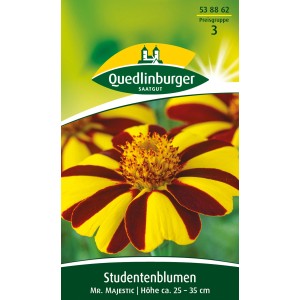 Quedlinburger Studentenblume 'Mr. Majestic' mit gelb-brauner Blüte für Beet und Balkon.