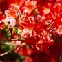 Leuchtend orange-gelber Rhododendron Luteum Fireball, 40–50 cm hoch.