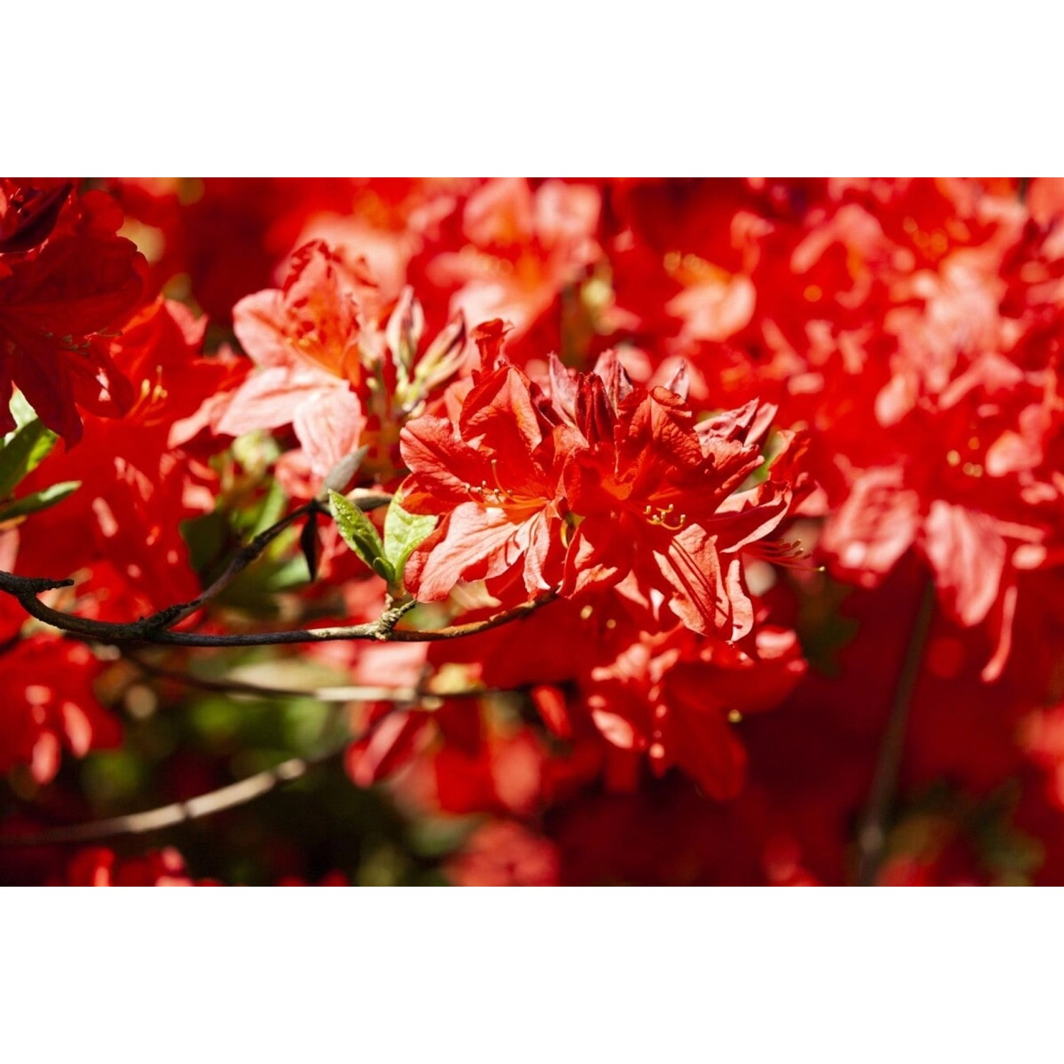 Rhododendron Luteum Fireball Gelb-Orange 40–50 cm günstig online kaufen