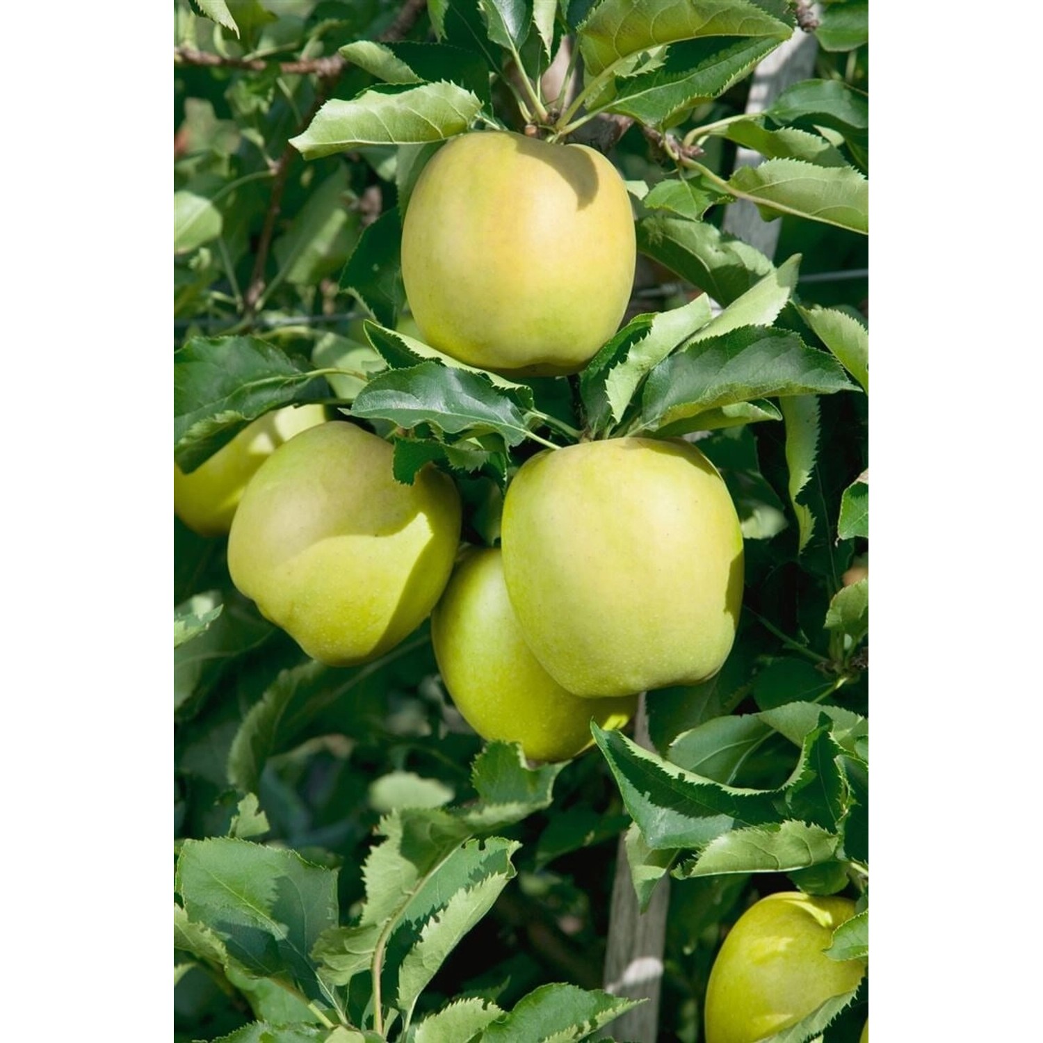 Malus Domestica Mutsu Apfelbaum Grün-Gelb 150–200 cm günstig online kaufen