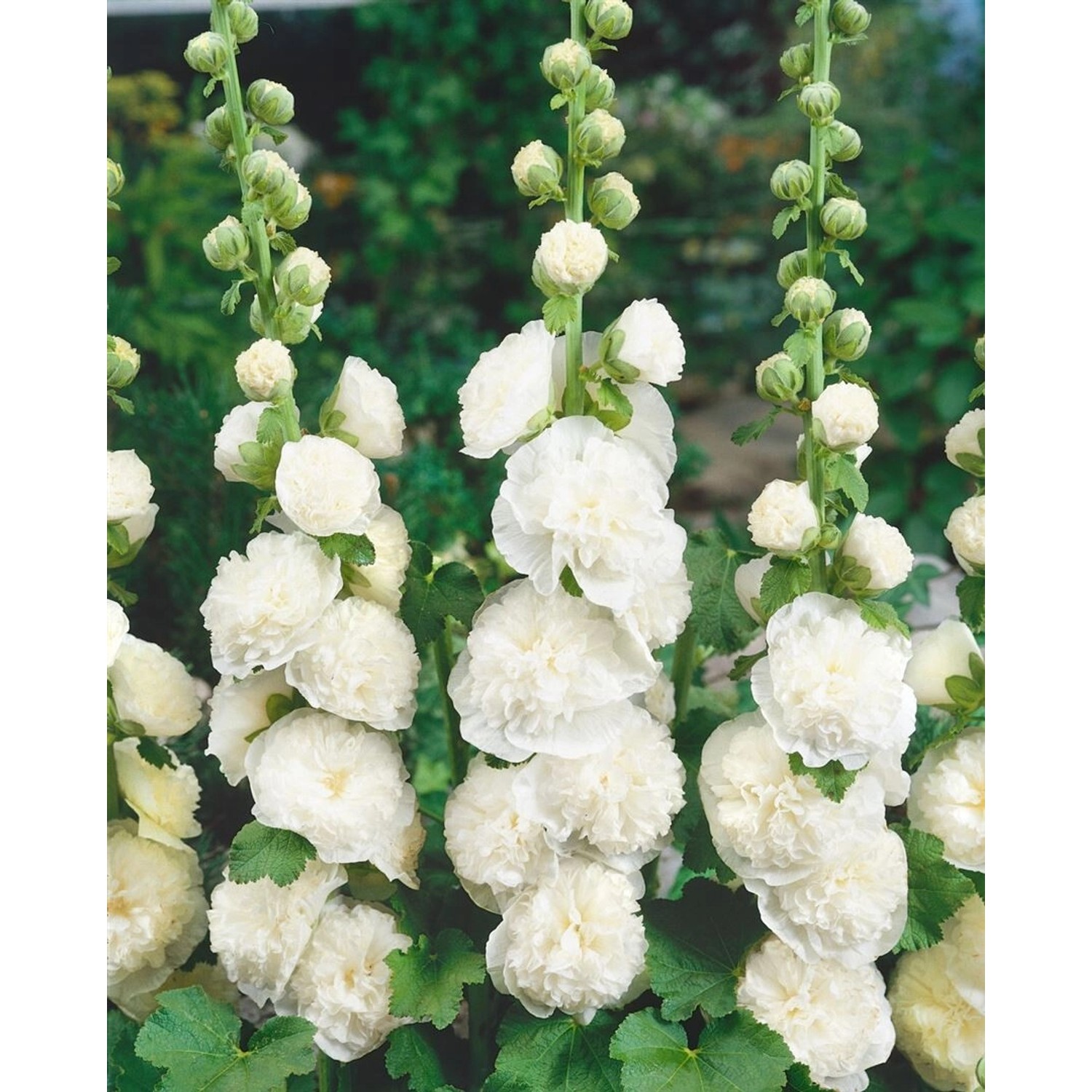 Alcea Rosea Stockrose Weiß Ca. 9x9 cm Topf günstig online kaufen