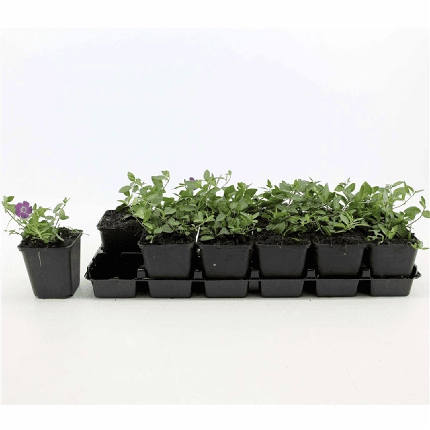 Vinca Minor Rubra Immergrün Rosa Blüten Ca. 9x9 cm Topf günstig online kaufen