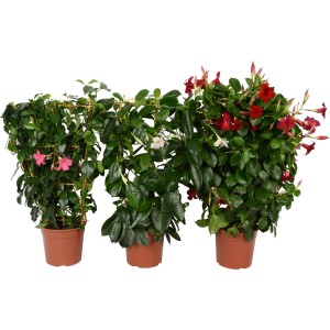 Dipladenie mit Rankhilfe im Topf, verschiedene Farben (rot, rosa, weiß). Blühende Kübelpflanze.