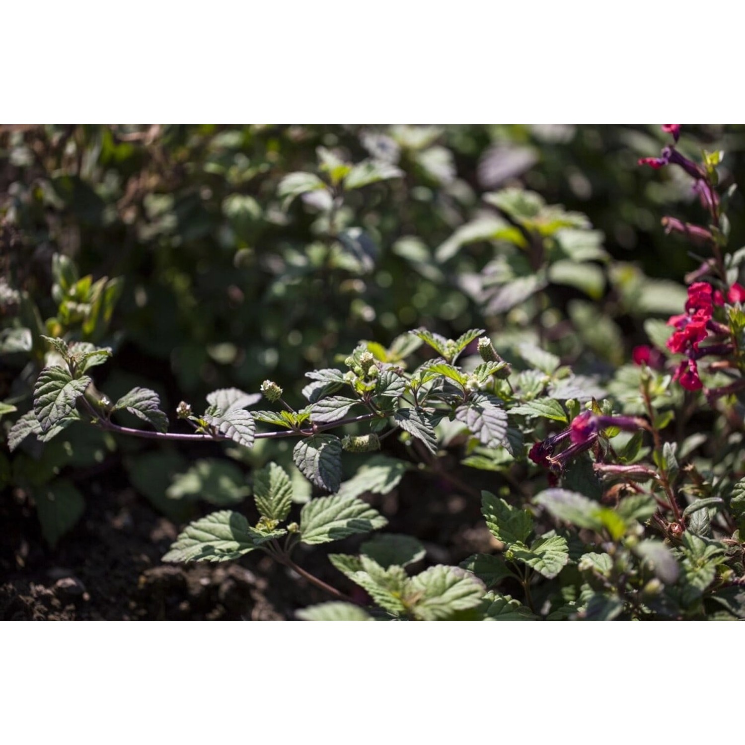 Lippia Dulcis Aztekisches Süßkraut Ca 11x11 cm Topf günstig online kaufen