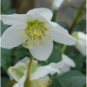 Nahaufnahme einer weißen Christrose (Helleborus niger Praecox) mit gelben Staubgefäßen.